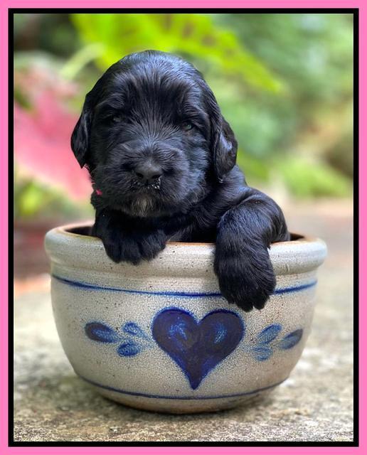 Caymnan Flynn 3 wk old pics 11