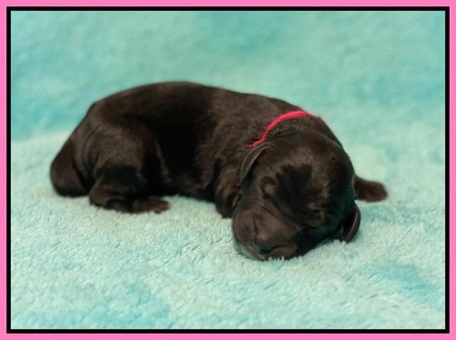 Caymnan Flynn Newborn pics 31