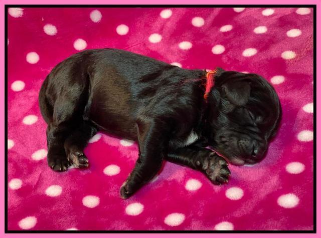 Caymnan Flynn One wk old pics 51