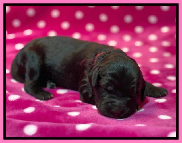 Caymnan Flynn One wk old pics 61