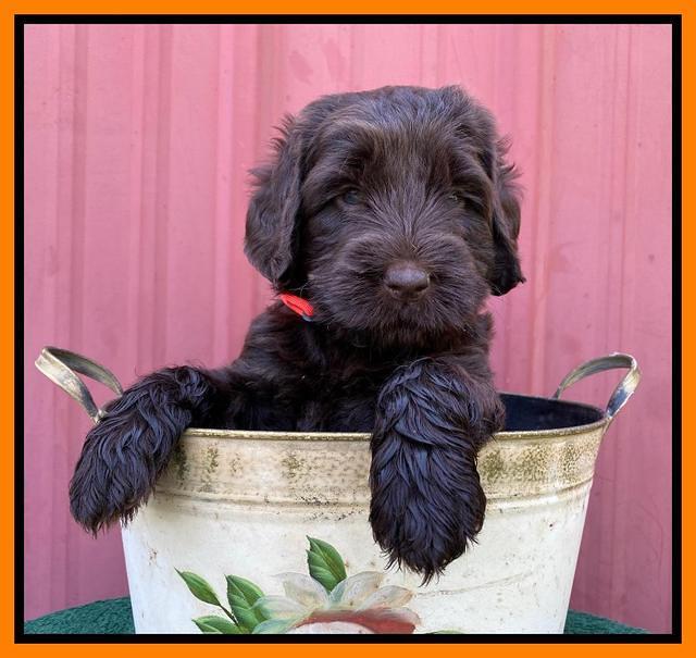 Cayman Flynn pups 5 wks old 551