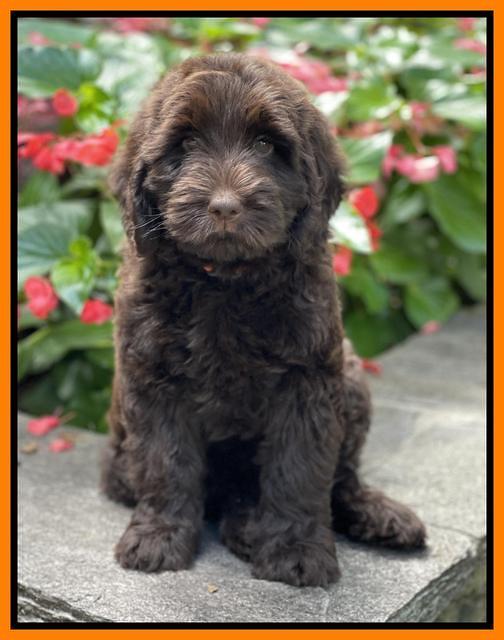 Cayman Flynn pups 8 wks old 1100