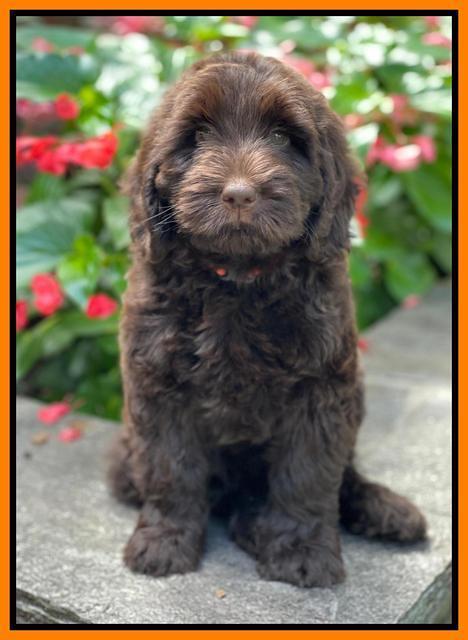 Cayman Flynn pups 8 wks old 2100