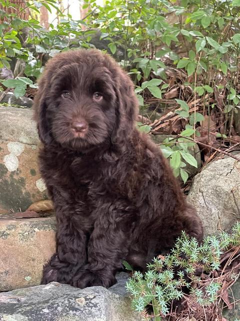 Cayman Flynn pups 8 wks old 3100