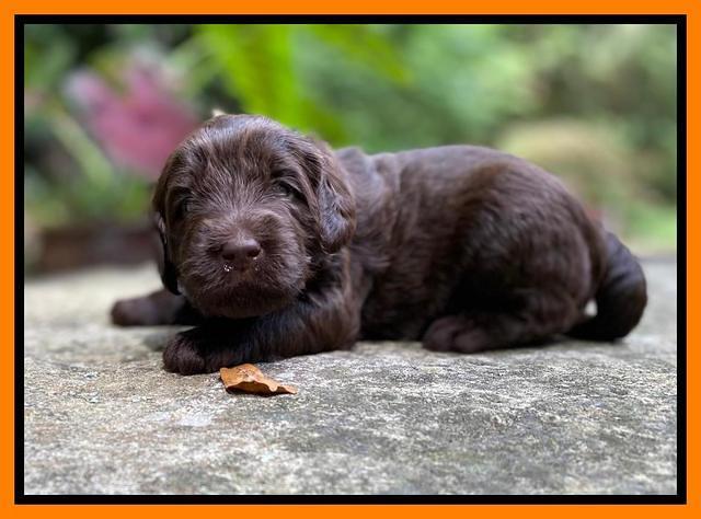 Caymnan Flynn 3 wk old pics 341