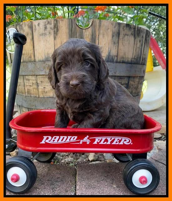 Caymnan Flynn 4 wk old pics 361