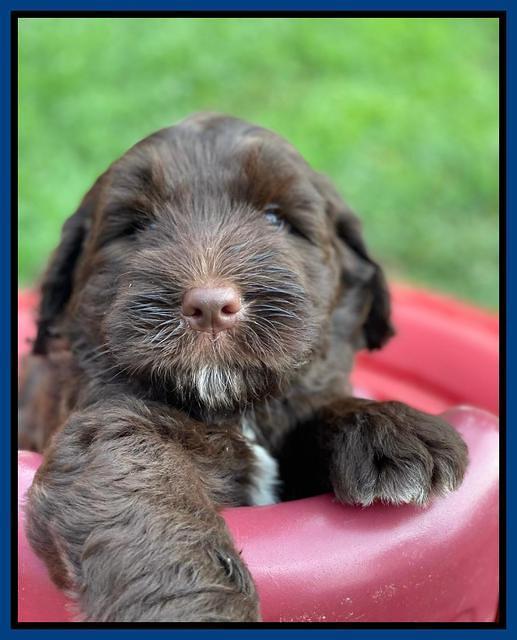 Cayman Flynn 6.5 wks old 21