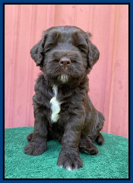 Cayman Flynn pups 5 wks old 161