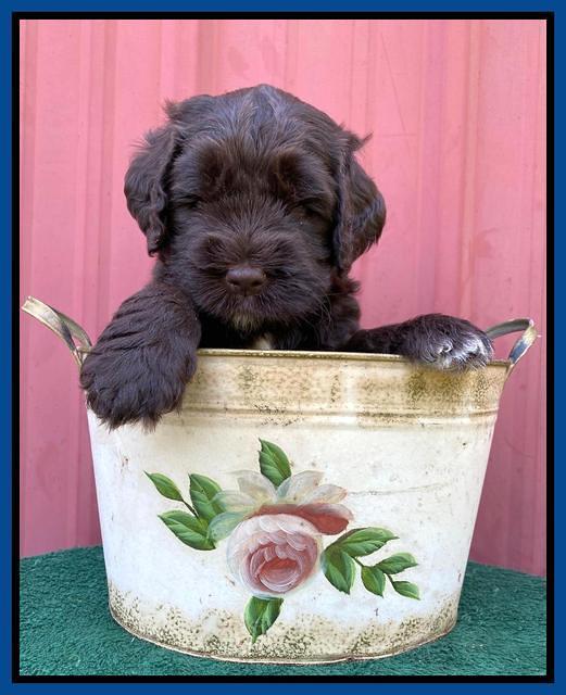 Cayman Flynn pups 5 wks old 171