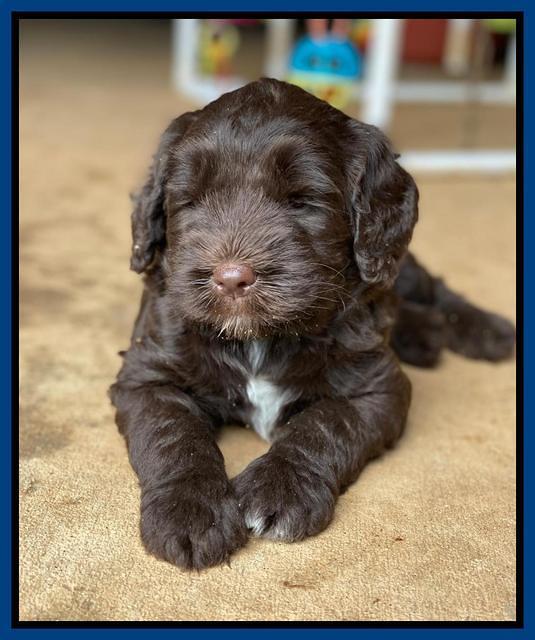 Cayman Flynn pups 6 wks old 51