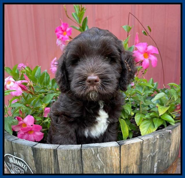 Cayman Flynn pups 7 wks old 31