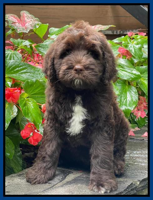 Cayman Flynn pups 8 wks old 41