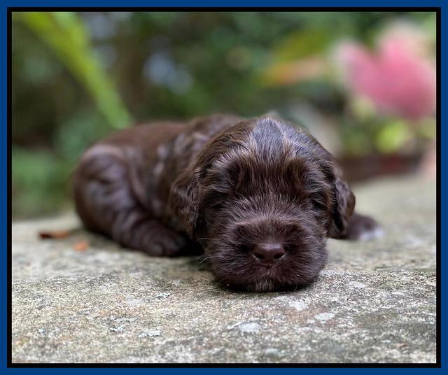 Caymnan Flynn 3 wk old pics 71