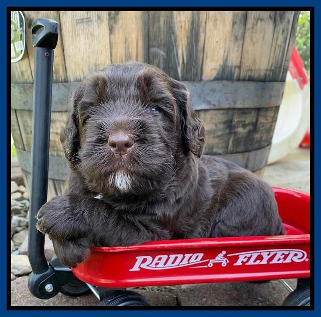 Caymnan Flynn 4 wk old pics 51