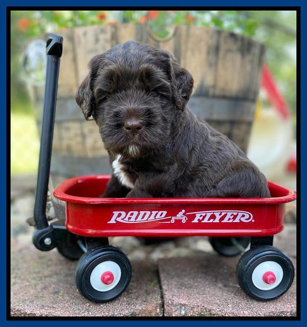 Caymnan Flynn 4 wk old pics 81