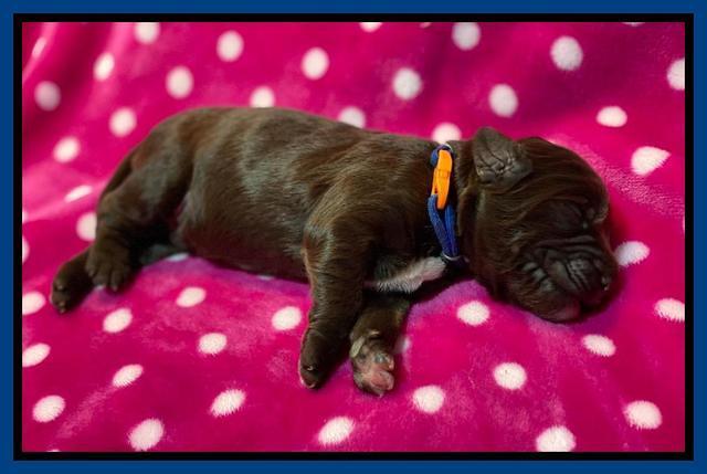 Caymnan Flynn One wk old pics 71