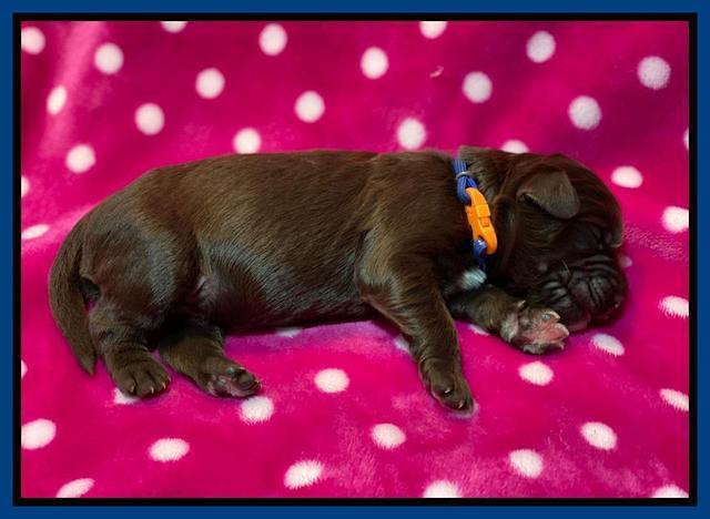 Caymnan Flynn One wk old pics 81