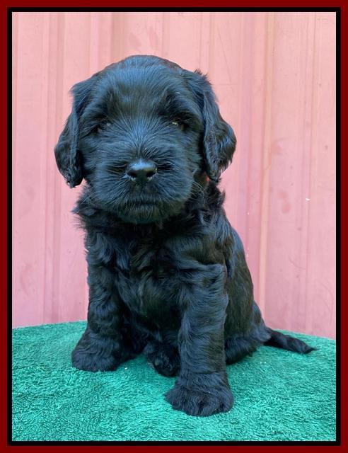 Cayman Flynn pups 5 wks old 211