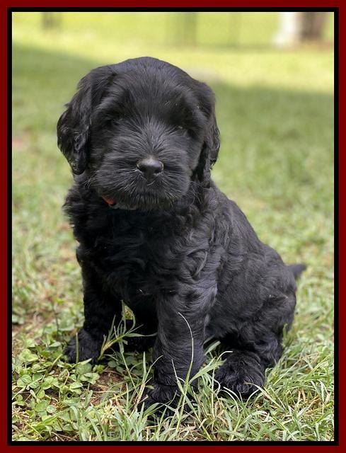 Cayman Flynn pups 6 wks old 101