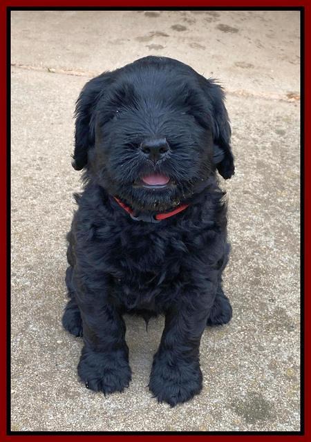 Cayman Flynn pups 6 wks old 121