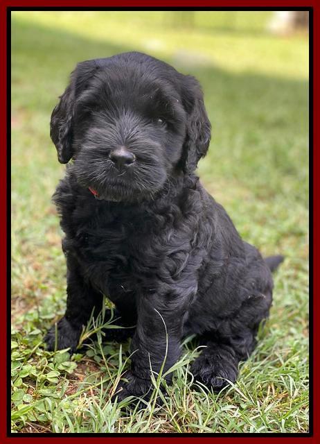 Cayman Flynn pups 6 wks old 131