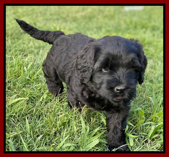 Cayman Flynn pups 6 wks old 81