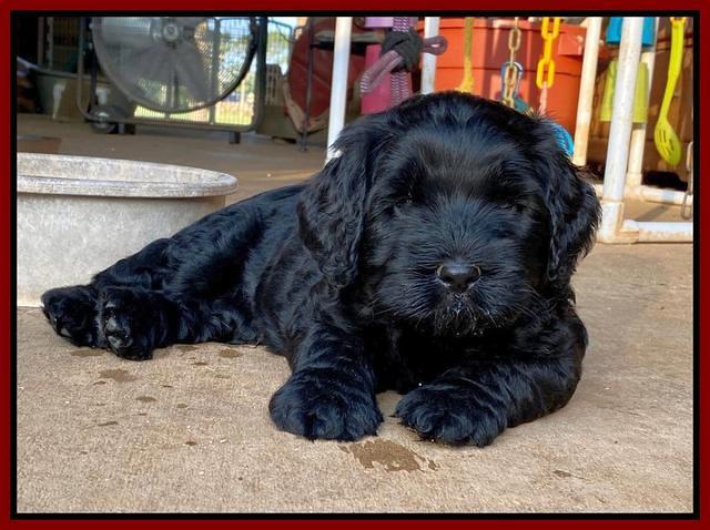 Cayman Flynn pups 6 wks old 91