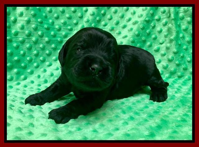 Caymnan Flynn 2 wk old pics 31