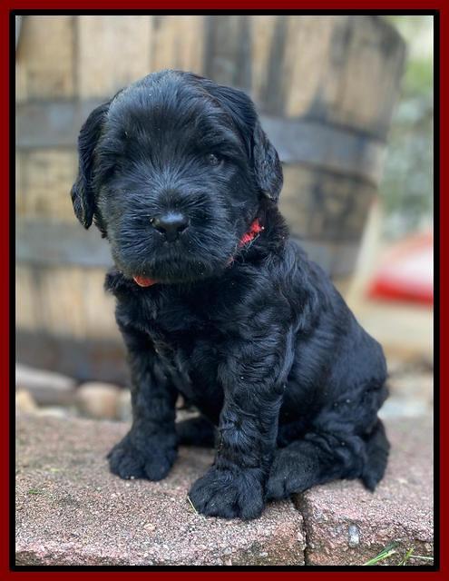 Caymnan Flynn 4 wk old pics 171