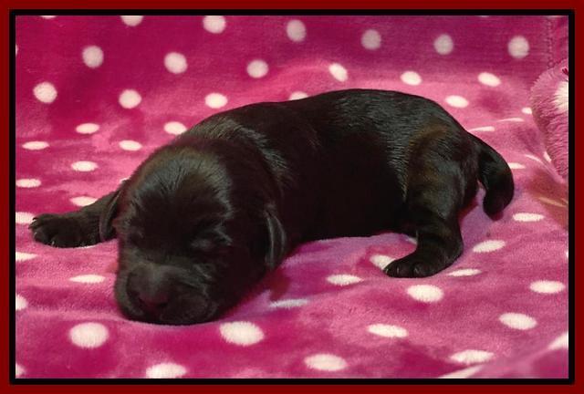 Caymnan Flynn One wk old pics 111