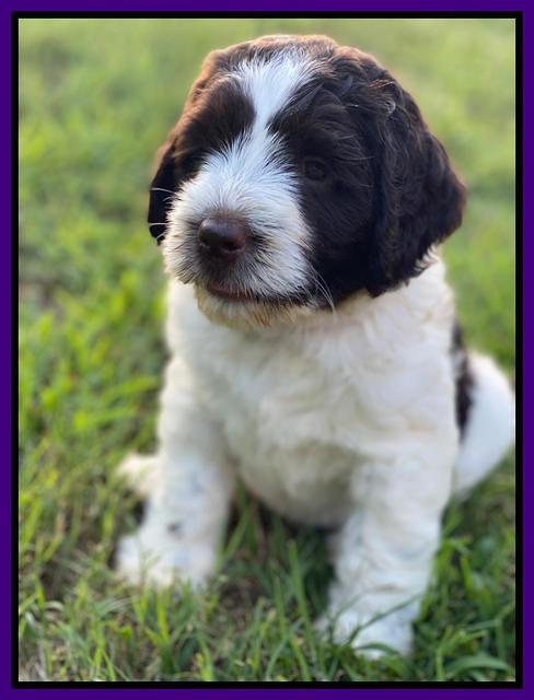 Cayman Flynn 6.5 wks old 51