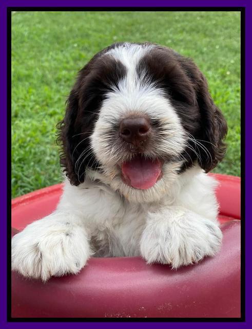 Cayman Flynn 6.5 wks old 61