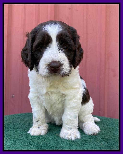Cayman Flynn pups 5 wks old 261