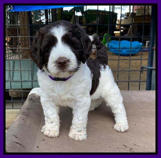 Cayman Flynn pups 6 wks old 141