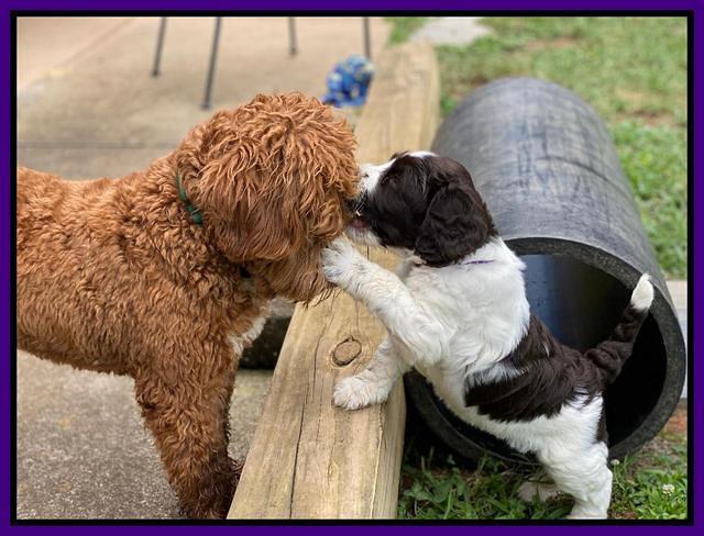 Cayman Flynn pups 6 wks old 171