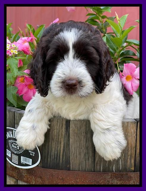 Cayman Flynn pups 7 wks old 101