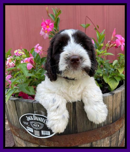 Cayman Flynn pups 7 wks old 111