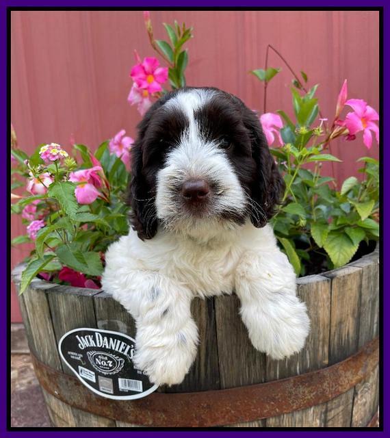 Cayman Flynn pups 7 wks old 91