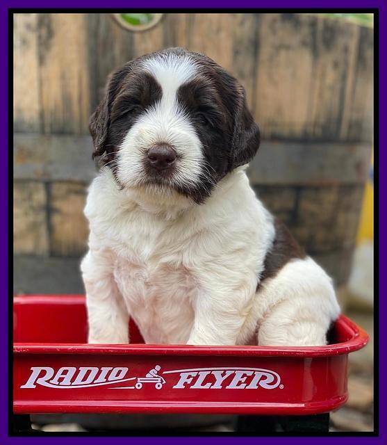 Caymnan Flynn 4 wk old pics 121