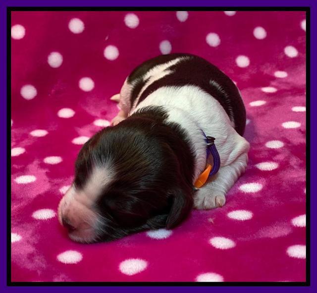 Caymnan Flynn One wk old pics 121
