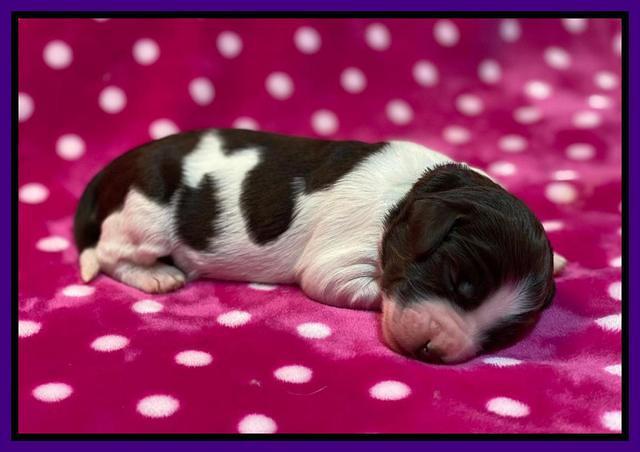 Caymnan Flynn One wk old pics 131