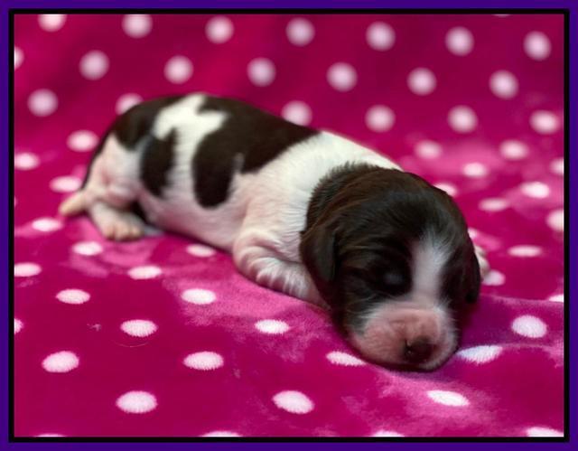 Caymnan Flynn One wk old pics 141