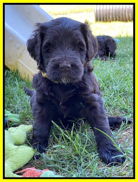 Cayman Flynn pups 5 wks old 361