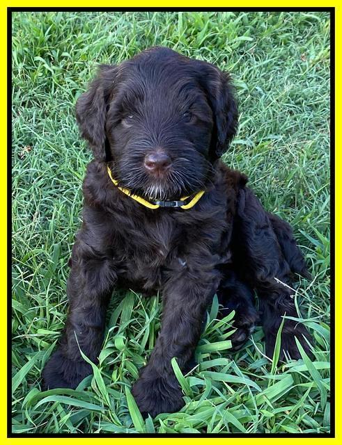 Cayman Flynn pups 6 wks old 231