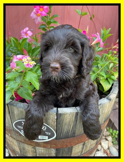 Cayman Flynn pups 7 wks old 141