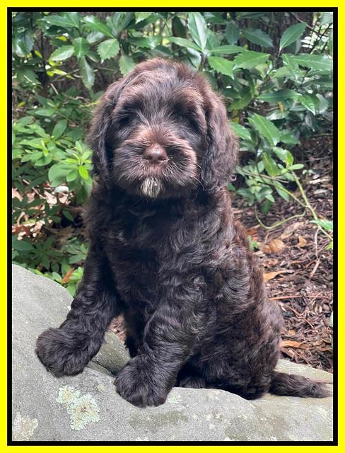 Cayman Flynn pups 8 wks old 16100