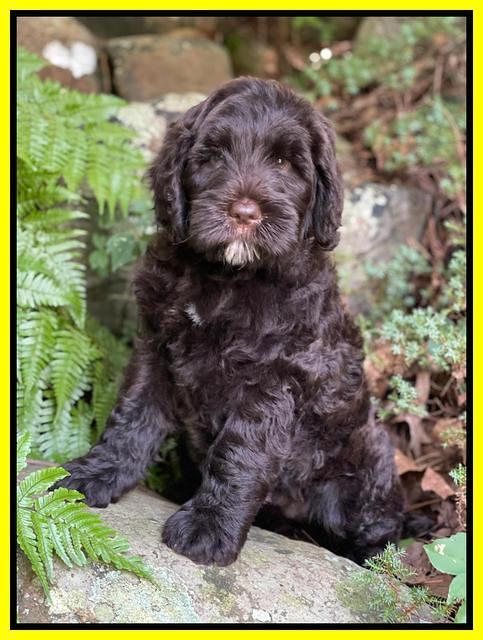 Cayman Flynn pups 8 wks old 18100