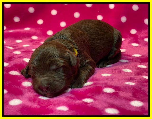 Caymnan Flynn One wk old pics 161