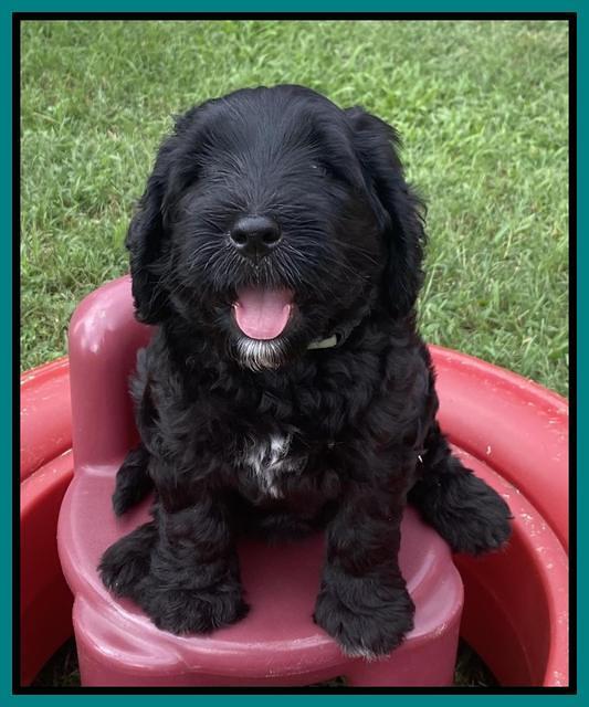 Cayman Flynn 6.5 wks old 71