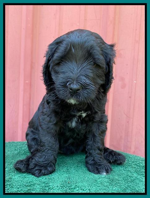 Cayman Flynn pups 5 wks old 291
